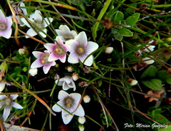 Lysimachia buxifolia