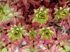Epilobium pycnostachyum