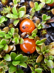 Coprosma perpusilla perpusilla