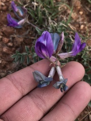 Astragalus missouriensis