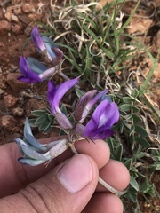 Astragalus missouriensis