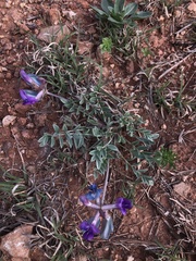 Astragalus missouriensis