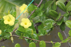 Chrysuronia leucogaster