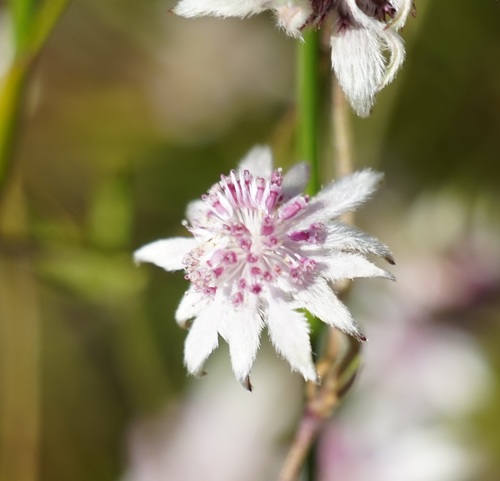Image of Pink Flannel Flower (Actinotus forsythii) by (c) Tim, some rights reserved (CC BY)