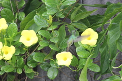 Chrysuronia leucogaster