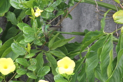 Chrysuronia leucogaster