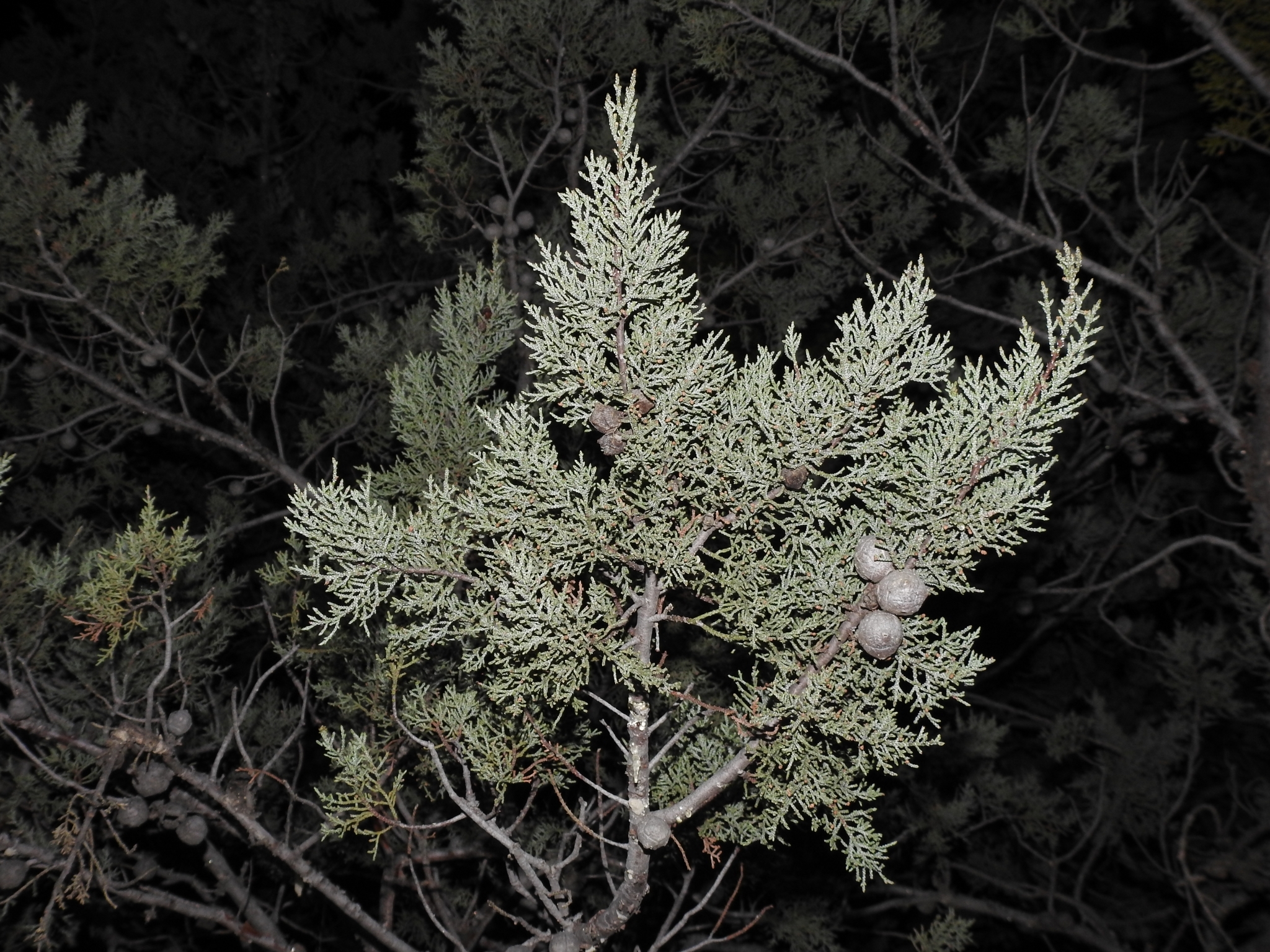 Cupressus Nevadensis Abrams