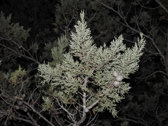 Cupressus nevadensis