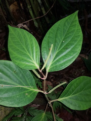 Piper nudifolium