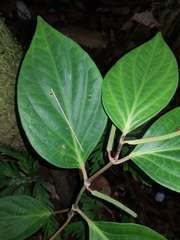 Piper nudifolium