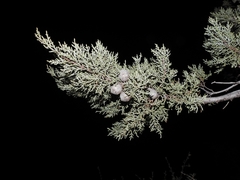 Cupressus nevadensis