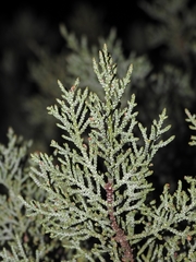 Cupressus nevadensis