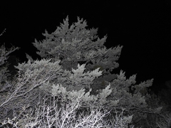 Cupressus nevadensis