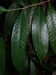 Licaria pergamentacea