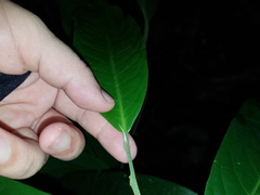 Licaria pergamentacea