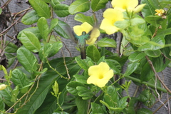 Chrysuronia leucogaster