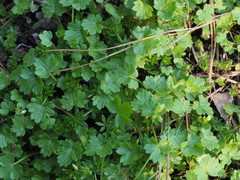 Ranunculus parviflorus