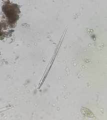 Lepocinclis cyclidiopsis