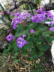 Pericallis × hybrida