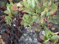 Arctostaphylos glauca