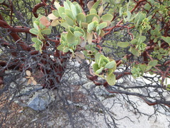 Arctostaphylos glauca