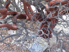 Arctostaphylos glauca
