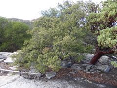 Arctostaphylos glauca