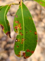 Diaporthe kalmiae