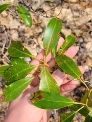 Diaporthe kalmiae