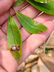 Diaporthe kalmiae