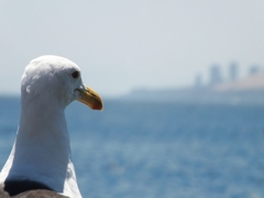 Larus dominicanus dominicanus