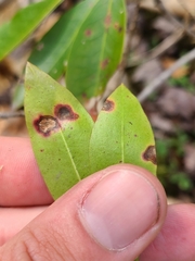 Diaporthe kalmiae