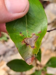 Diaporthe kalmiae
