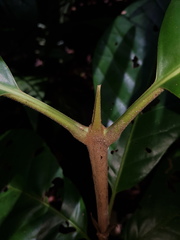 Pentagonia osaensis