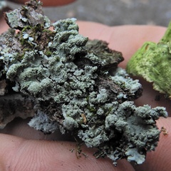 Hypotrachyna showmanii