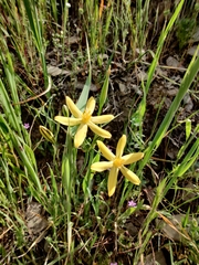 Triteleia