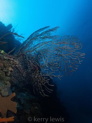 Iciligorgia schrammi