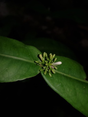 Rudgea amplexicaulis
