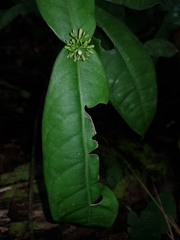 Rudgea amplexicaulis