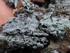 Lecanora layana