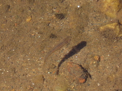 Rhinichthys atratulus