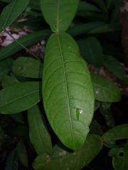 Rudgea amplexicaulis