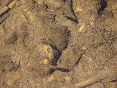 Rhinichthys atratulus