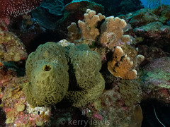 Smenospongia conulosa