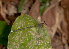 Philogenia championi