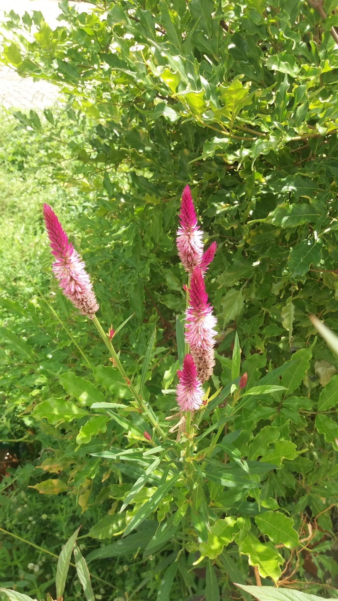 Celosia argentea