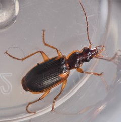 Cymindis limbata