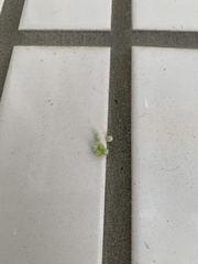 Tessaratoma papillosa