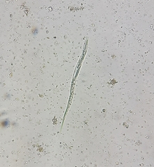 Lepocinclis cyclidiopsis
