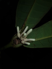 Faramea permagnifolia